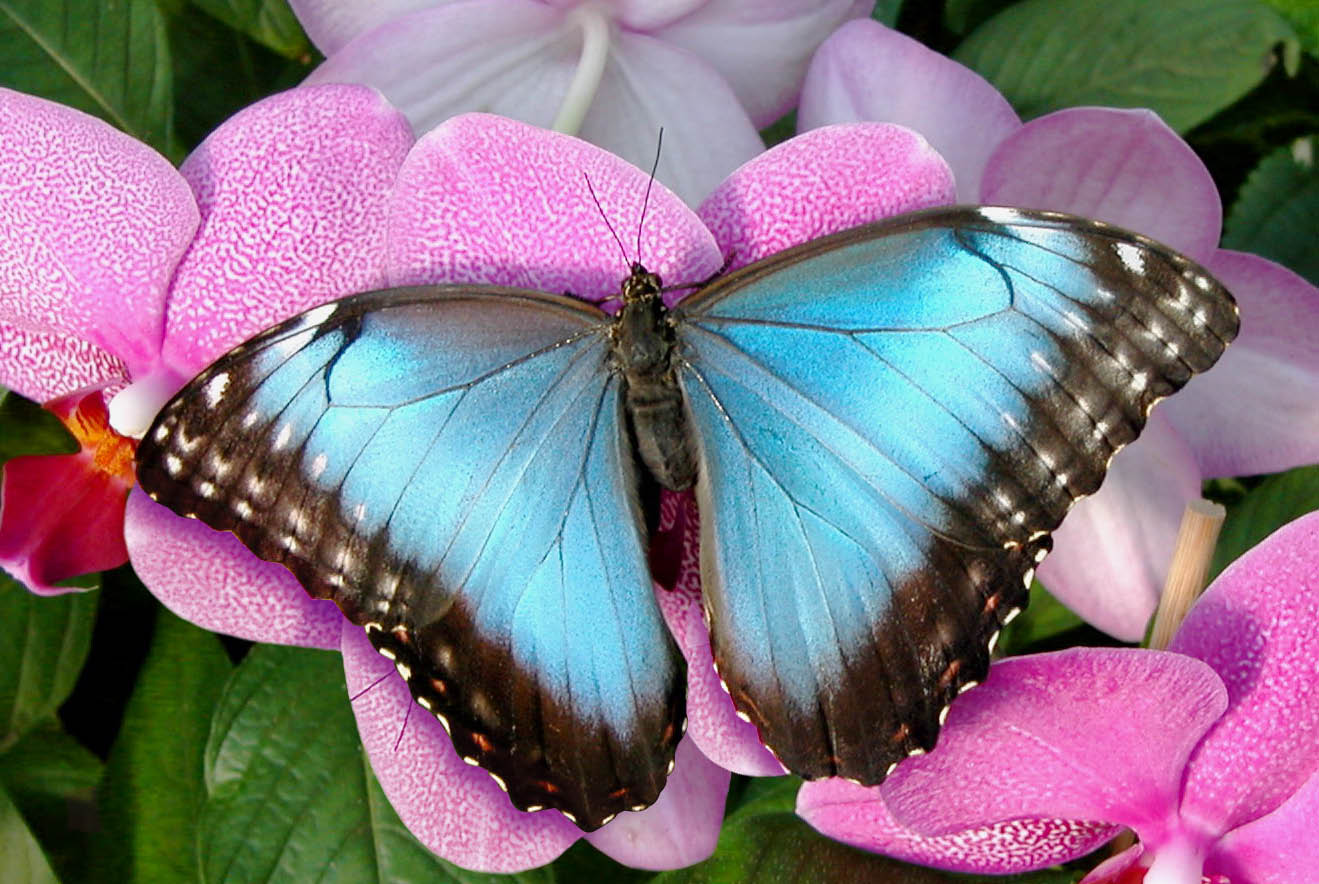 © Jardin des papillons